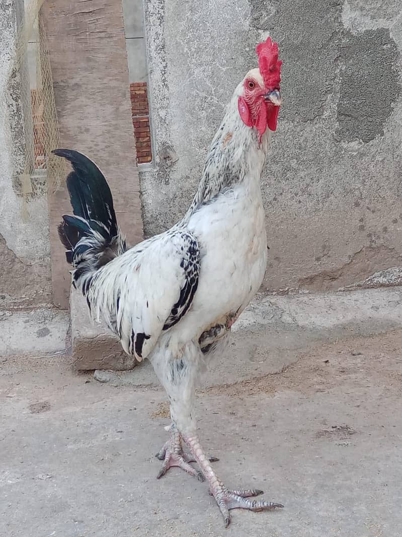 Desi Murga 3