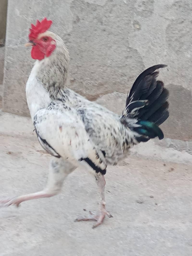 Desi Murga 4