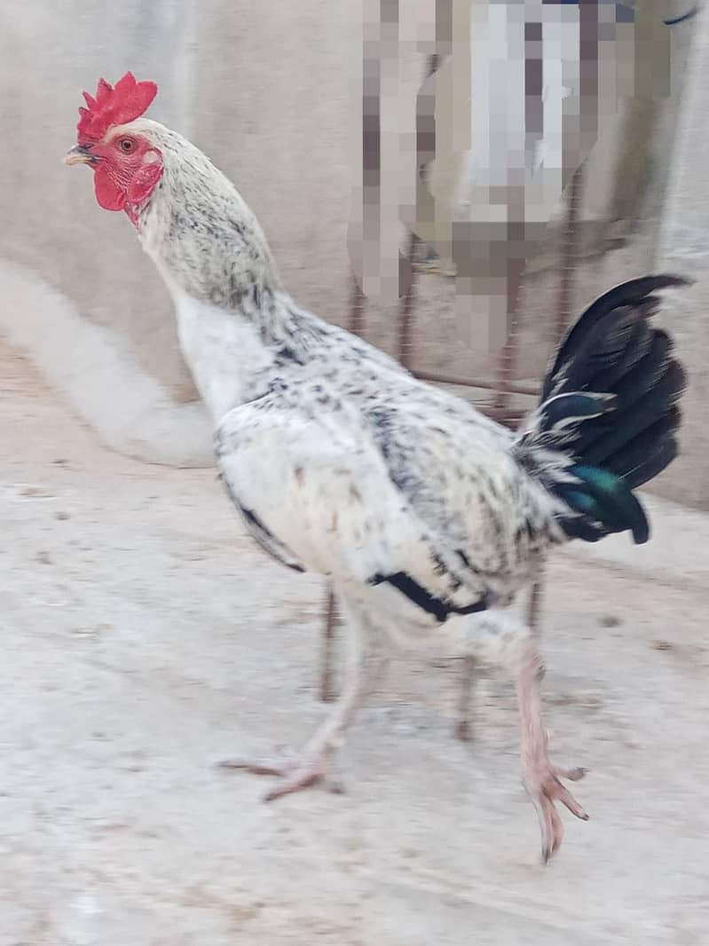 Desi Murga 6