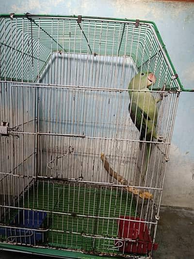 Raw Parrot Chick For Sale