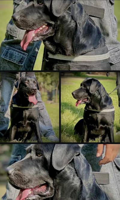 female black labrador