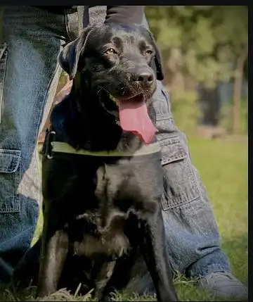 female black labrador — photo 3