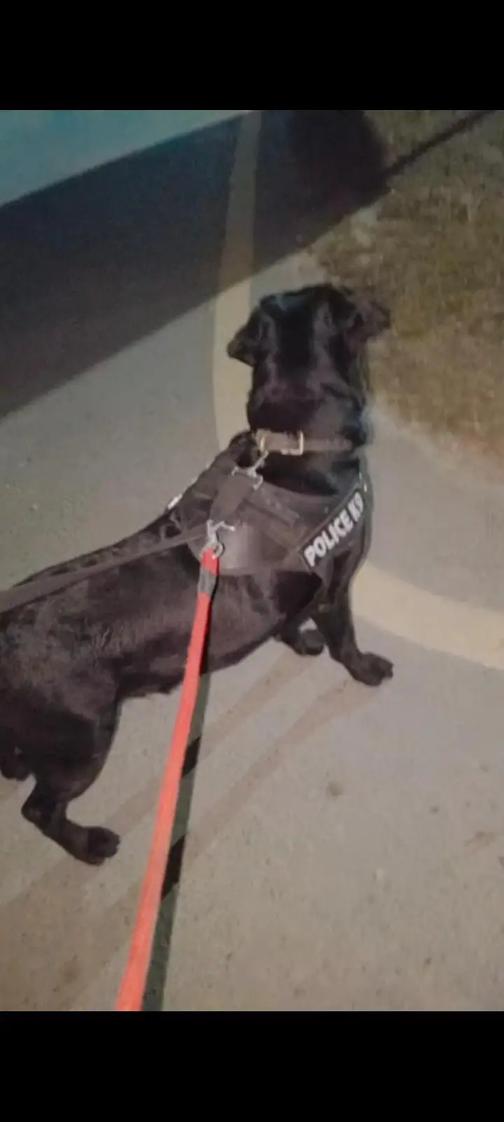 female black labrador — photo 4