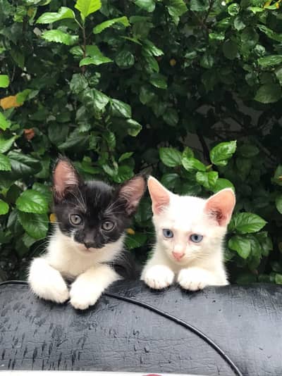 kitten for sale
