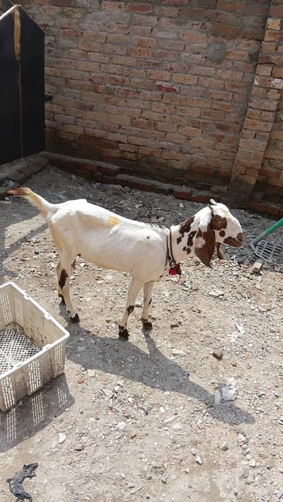 Negri makhi chini bakri path