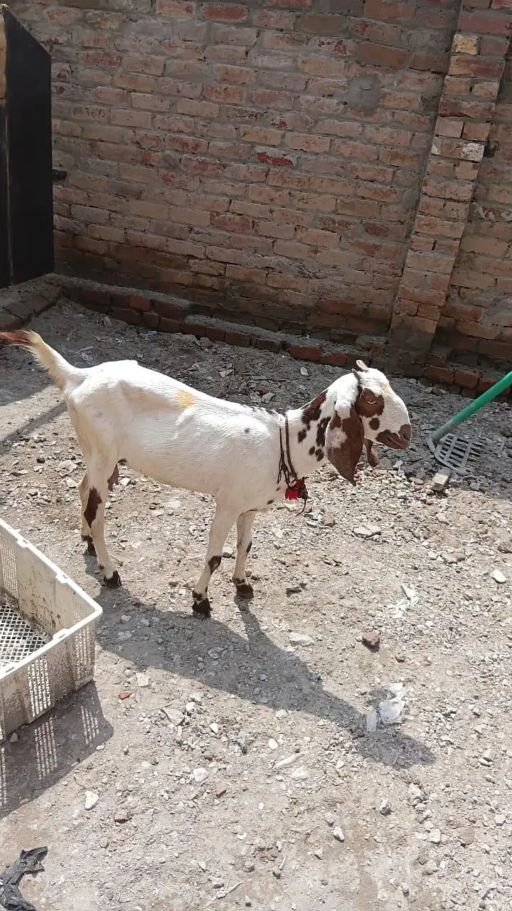 Negri makhi chini bakri path — photo 2