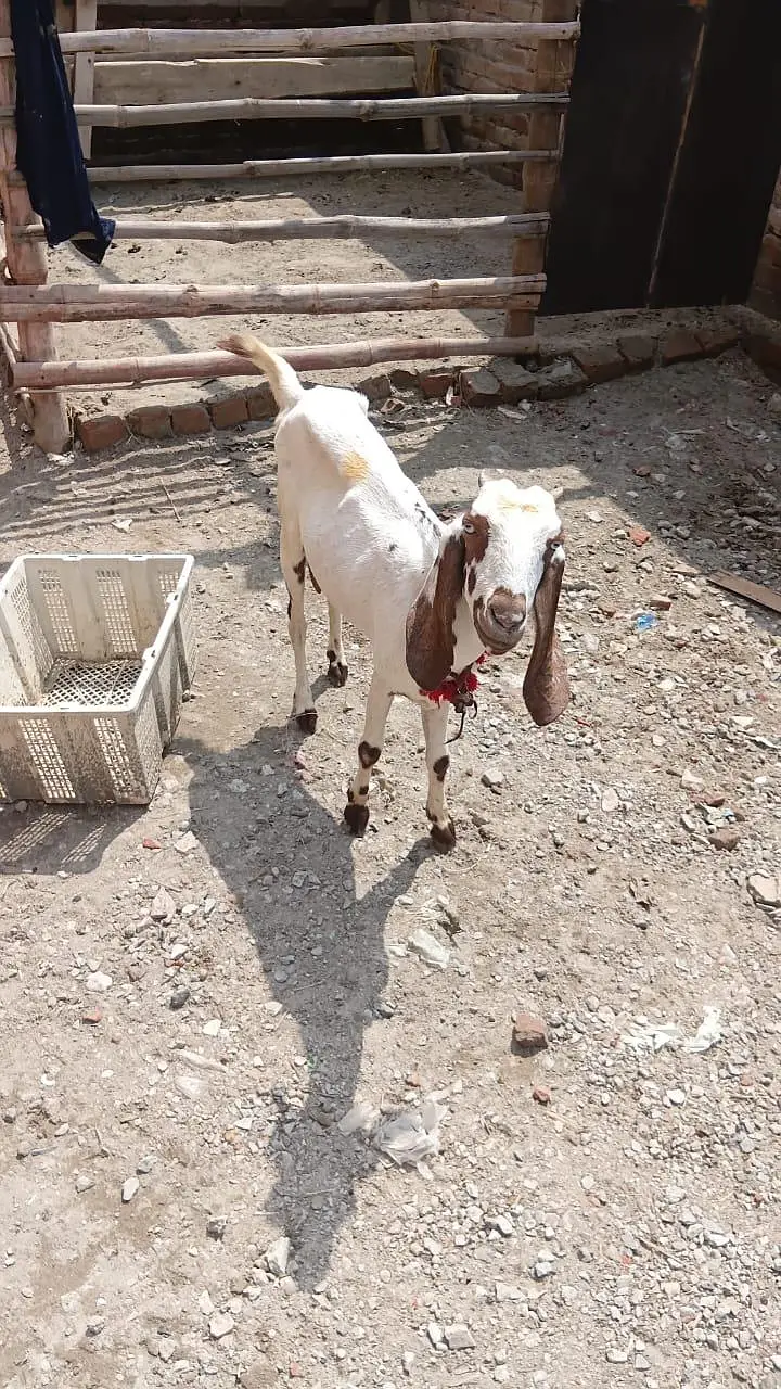 Negri makhi chini bakri path — photo 3