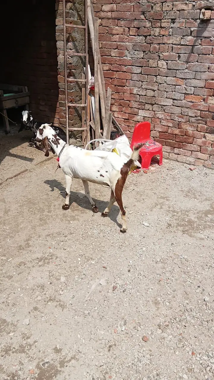 Negri makhi chini bakri path — photo 4