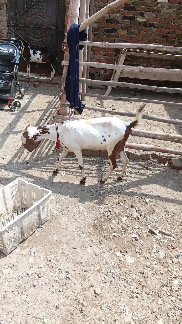 Negri makhi chini bakri path — photo 5