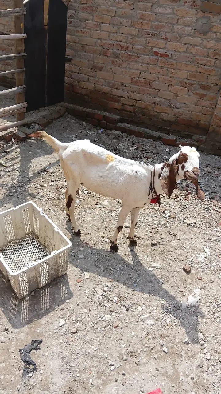 Negri makhi chini bakri path — photo 6