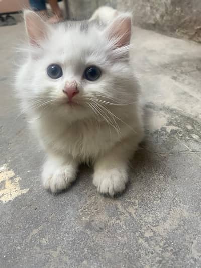 Pure Persian Kitten For Sale