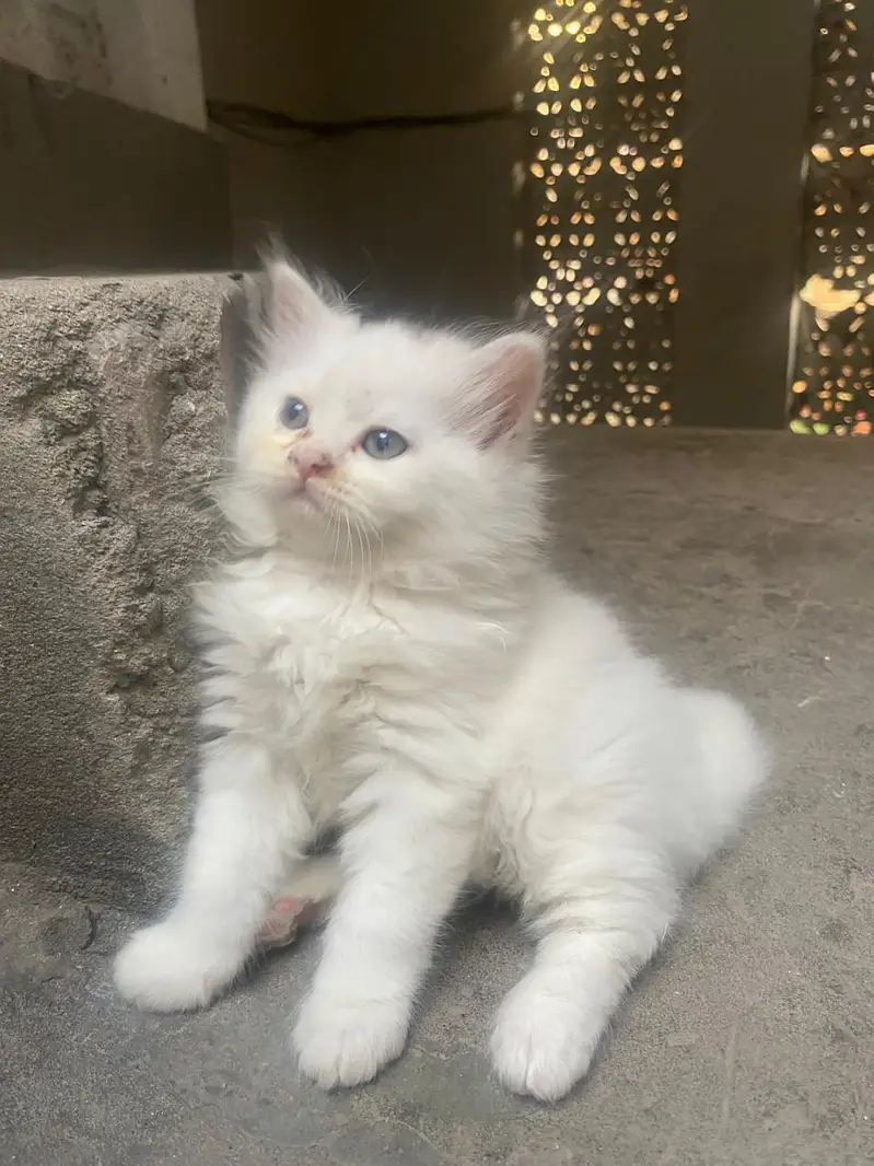 Pure Persian Kitten For Sale — photo 2