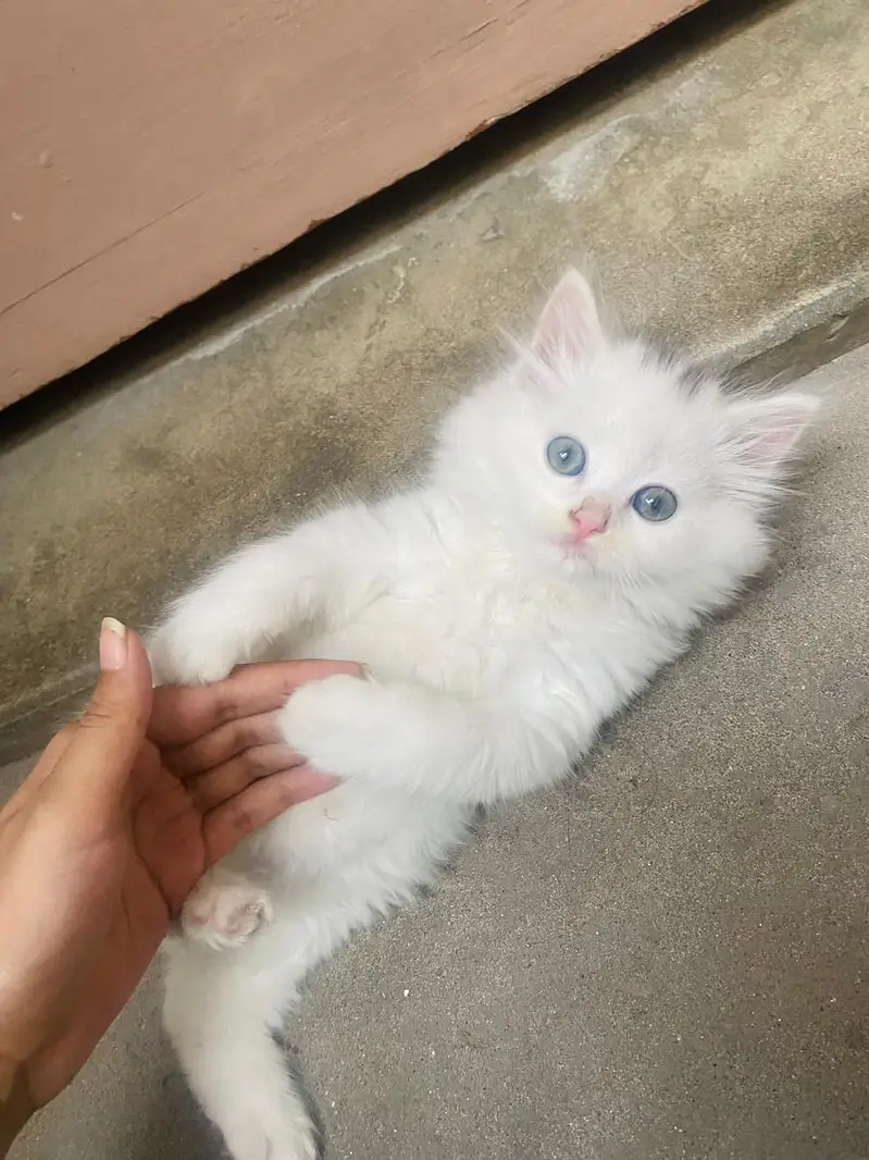 Pure Persian Kitten For Sale — photo 3