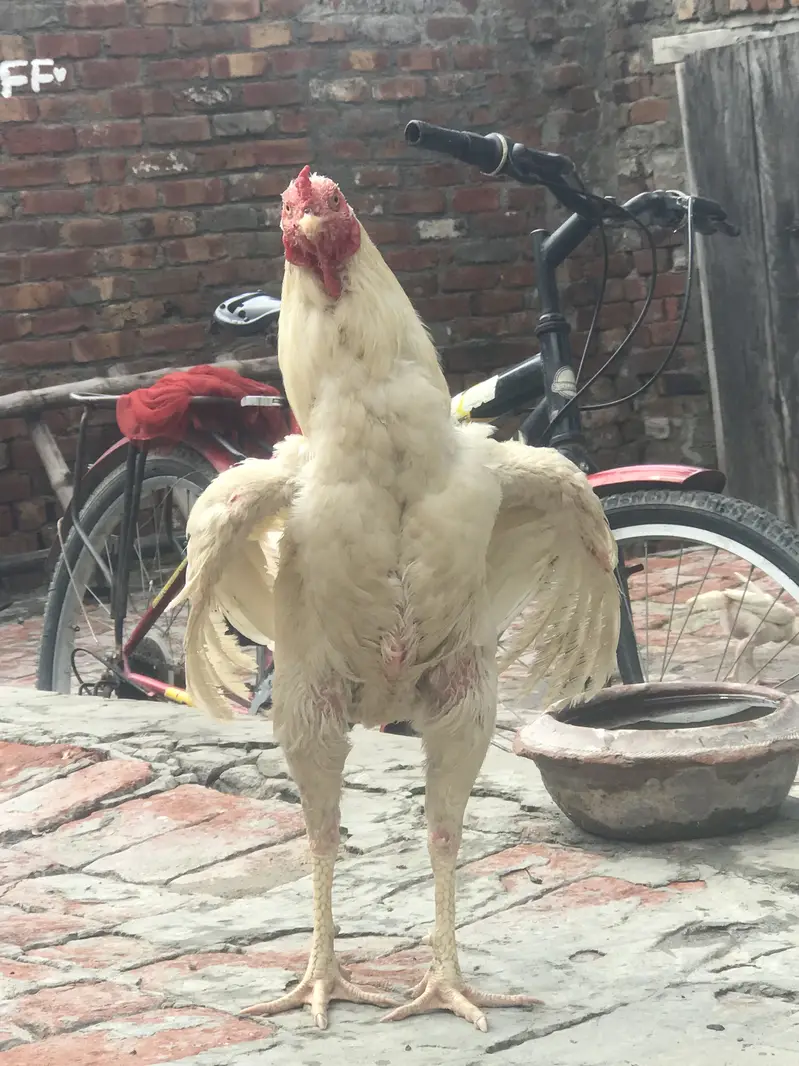 Heera breeder male   03076560237 — photo 2