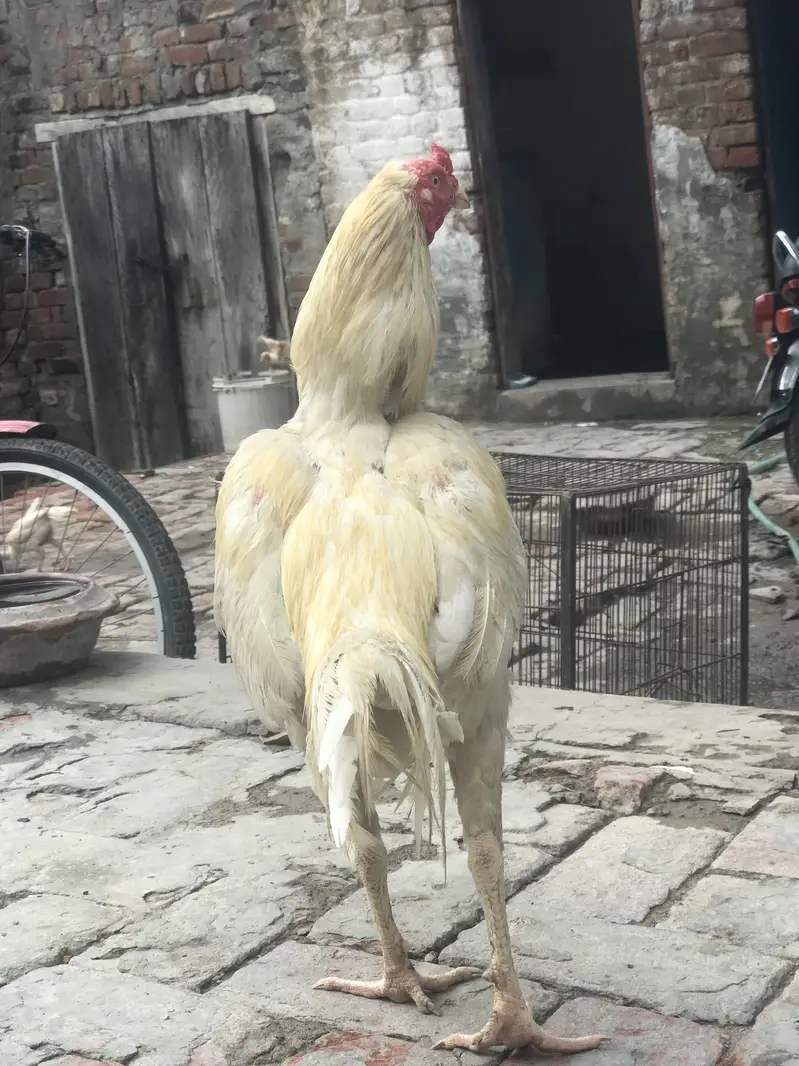 Heera breeder male   03076560237 — photo 3