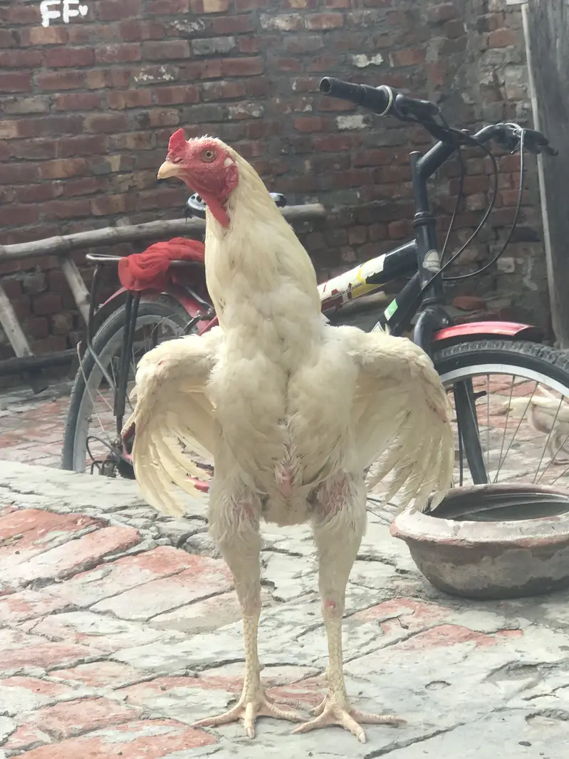 Heera breeder male   03076560237 — photo 4