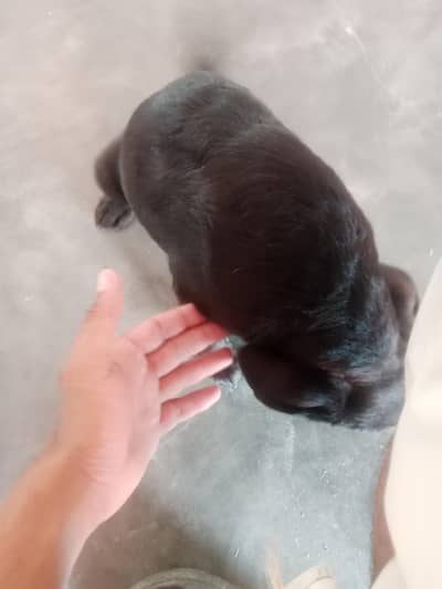 friendly dog
