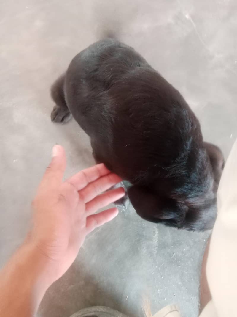 friendly dog 0
