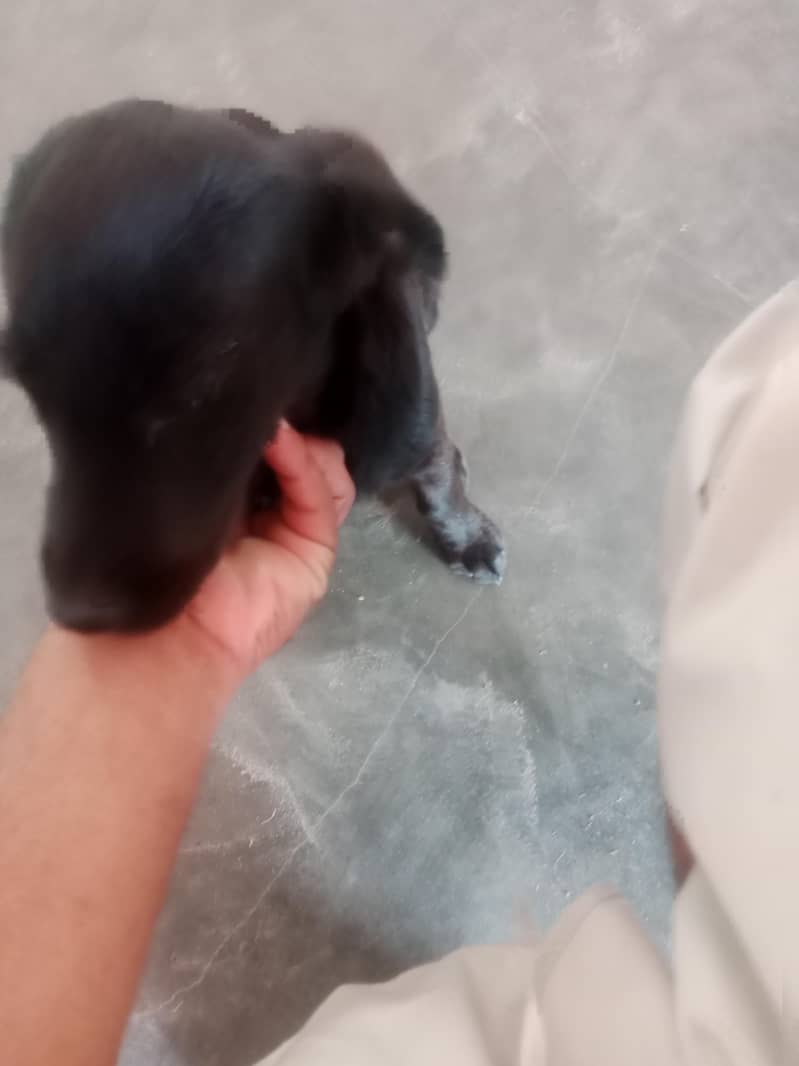 friendly dog 1