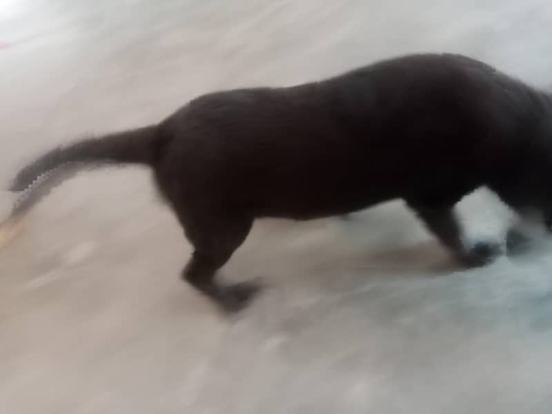 friendly dog 2