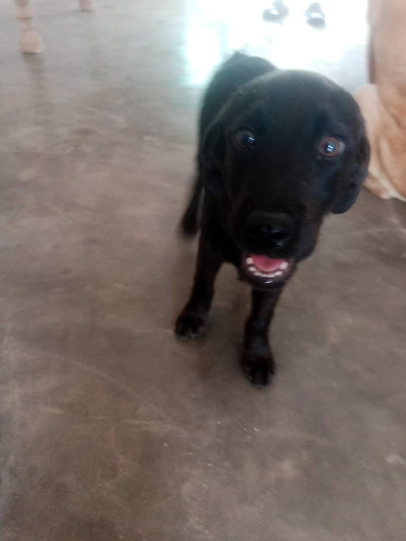 friendly dog 3