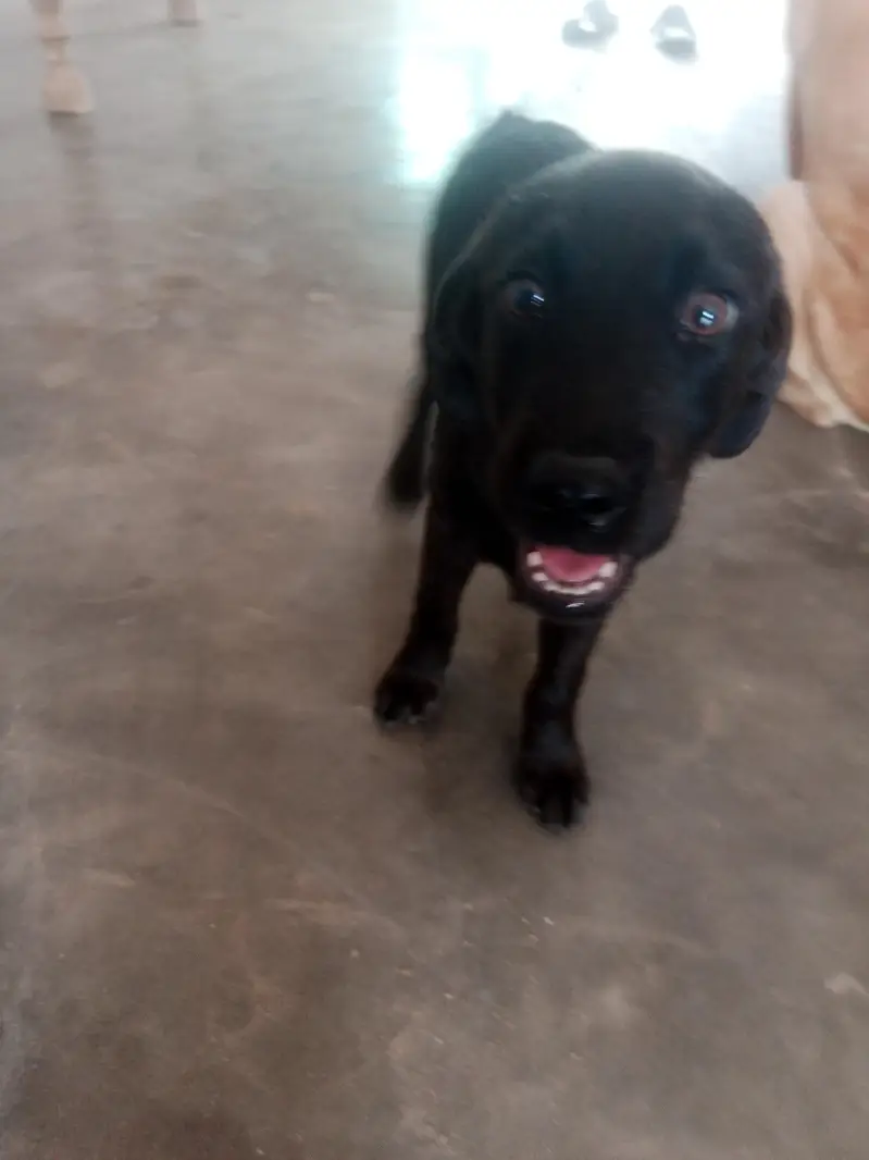 friendly dog — photo 4