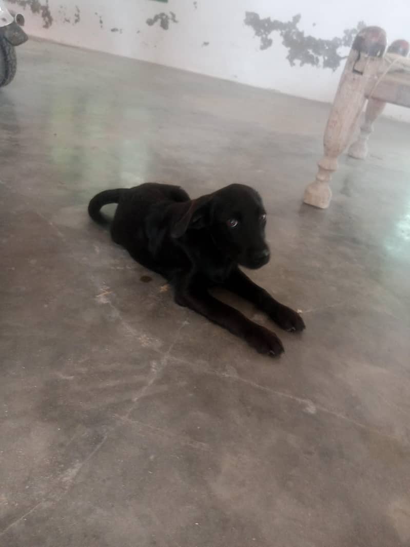 friendly dog 4