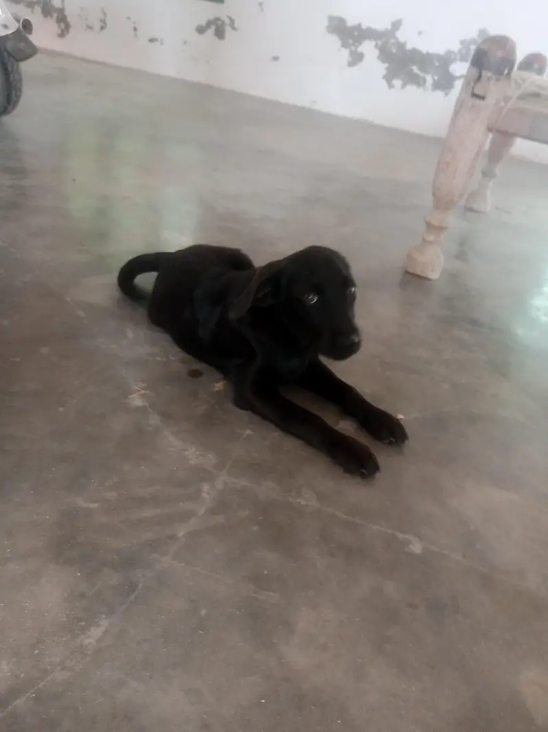 friendly dog — photo 5
