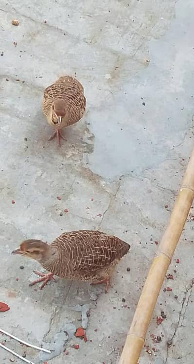 dakni bredr pair