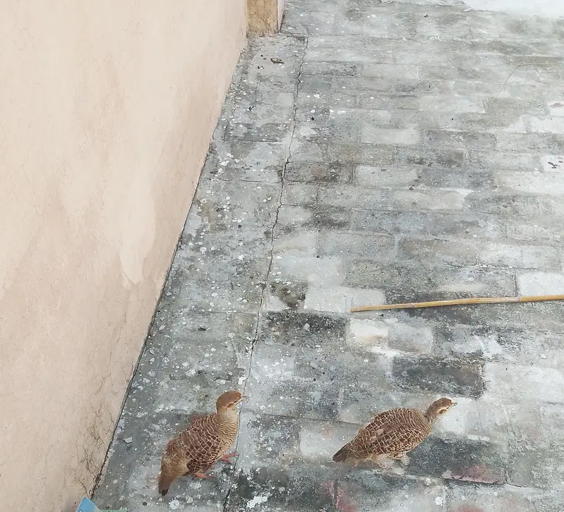 dakni bredr pair — photo 4