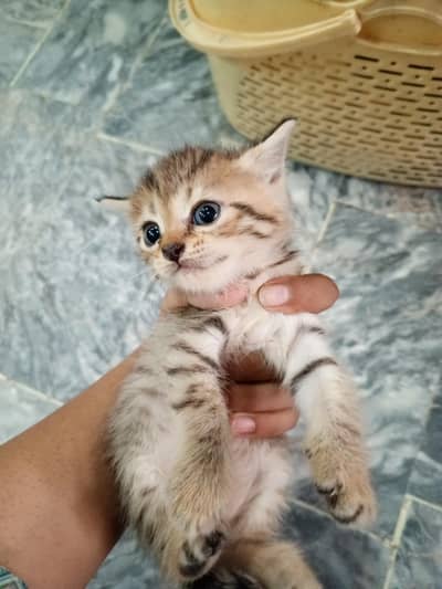 Adorable Male & Female Kittens for Sale