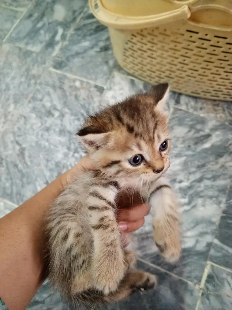 Adorable Male & Female Kittens for Sale — photo 2