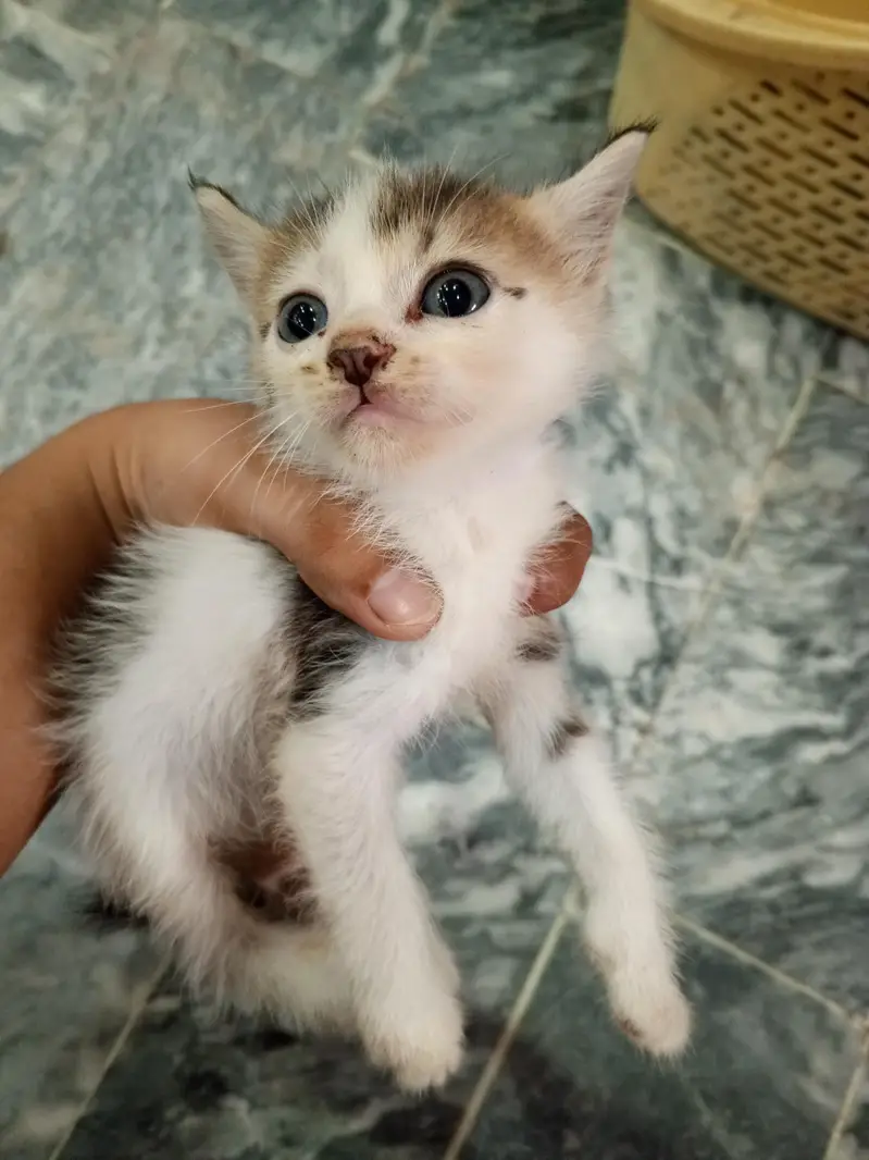 Adorable Male & Female Kittens for Sale — photo 3