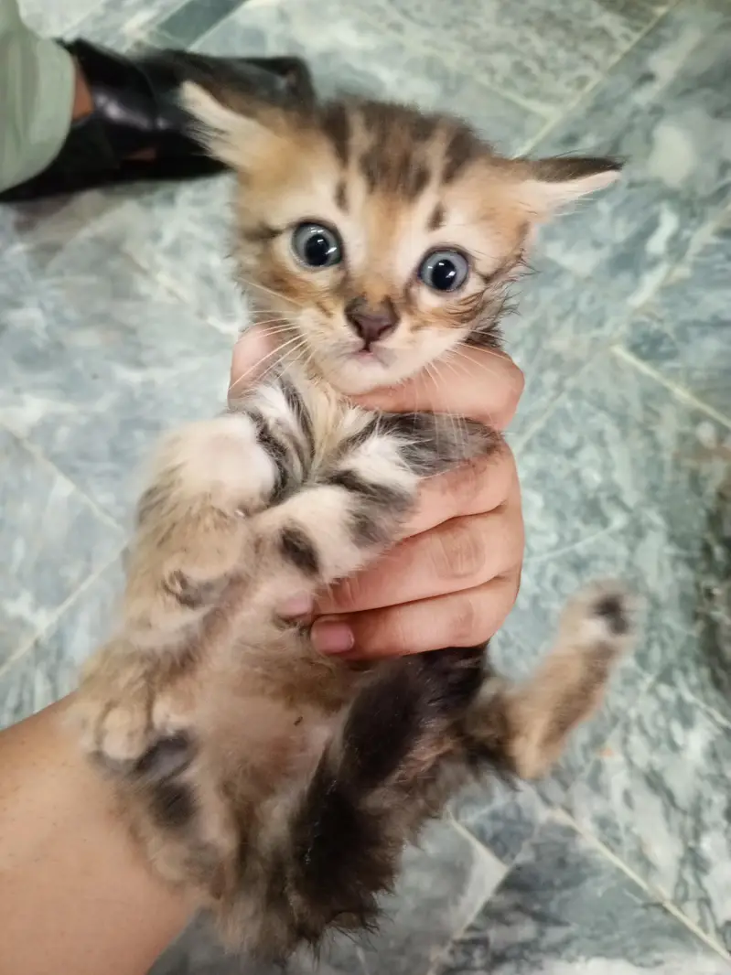 Adorable Male & Female Kittens for Sale — photo 4