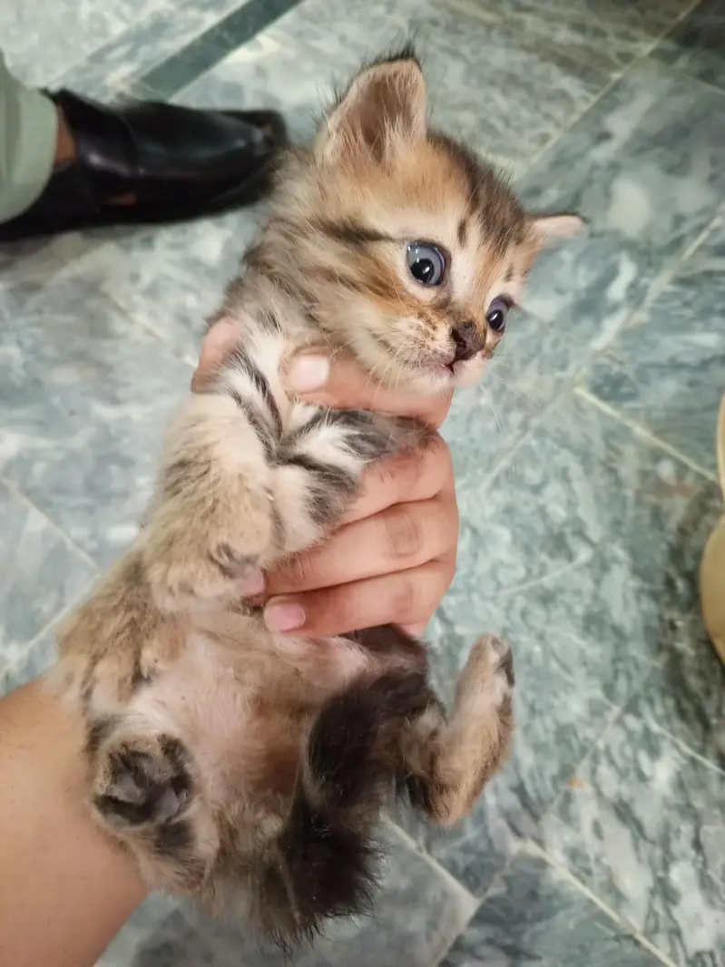 Adorable Male & Female Kittens for Sale — photo 5
