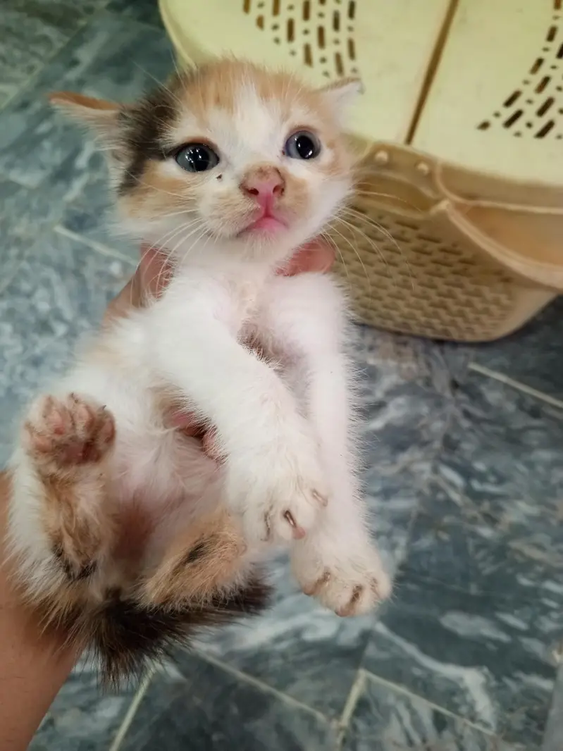 Adorable Male & Female Kittens for Sale — photo 6