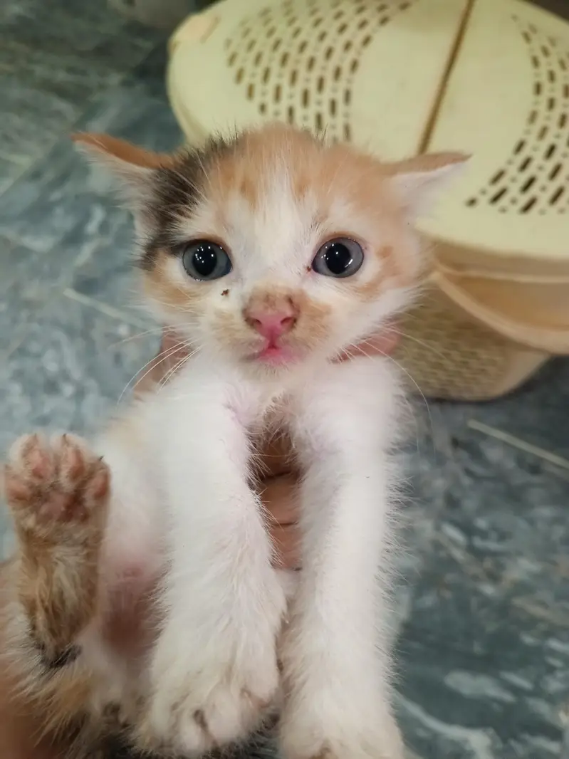 Adorable Male & Female Kittens for Sale — photo 7