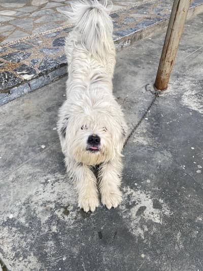 Shih Tzu available