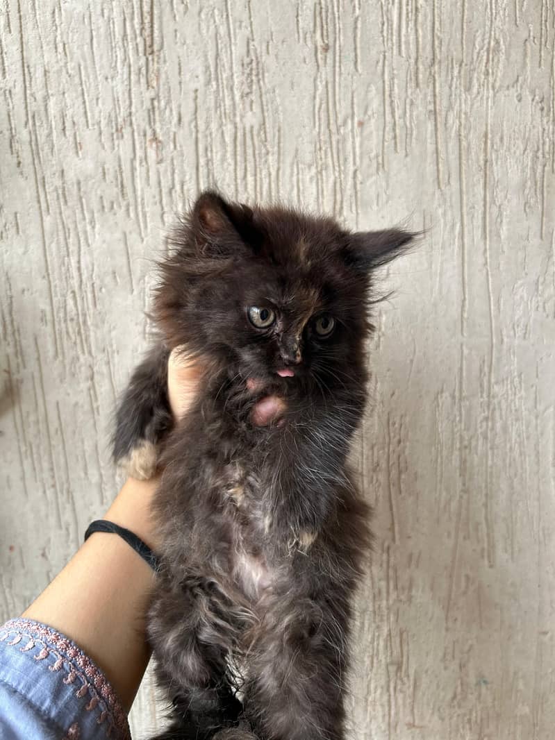 persian cat 0