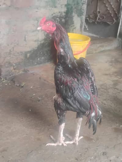 Lakha aseel murga for sale