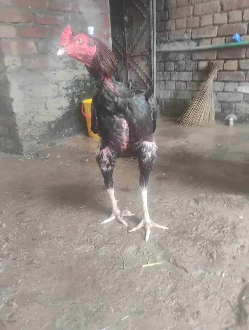 Lakha aseel murga for sale — photo 3