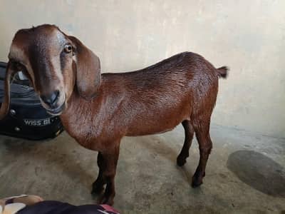 Hiran nasal 0 size 2 months pregnant