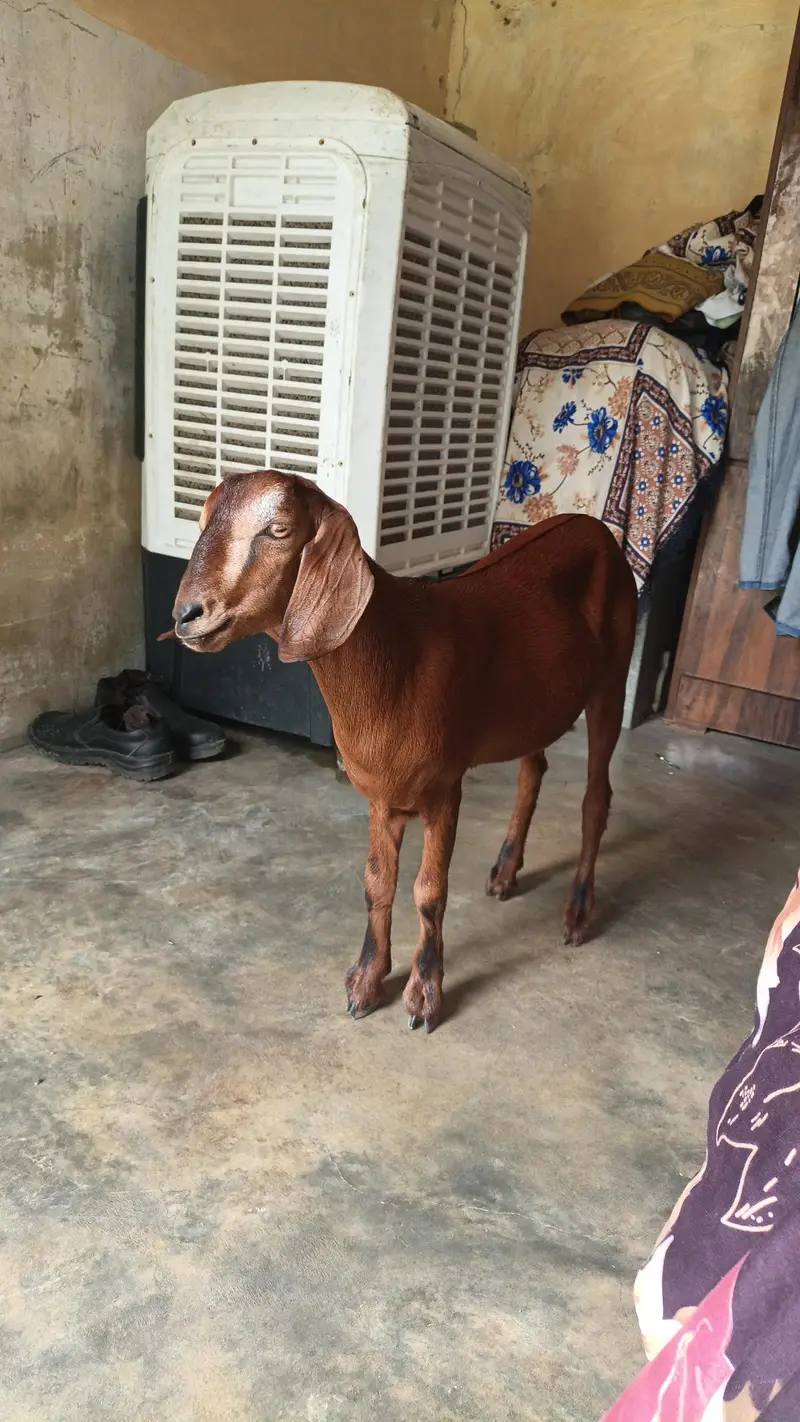 Hiran nasal 0 size 2 months pregnant — photo 2