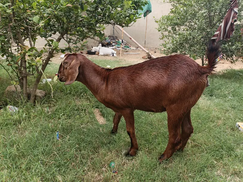Hiran nasal 0 size 2 months pregnant — photo 5