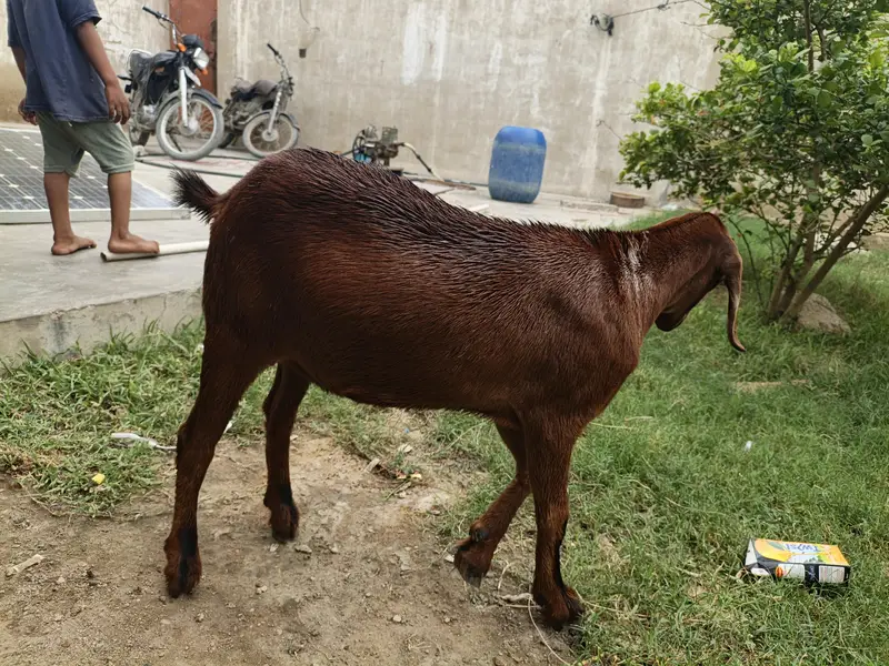Hiran nasal 0 size 2 months pregnant — photo 6
