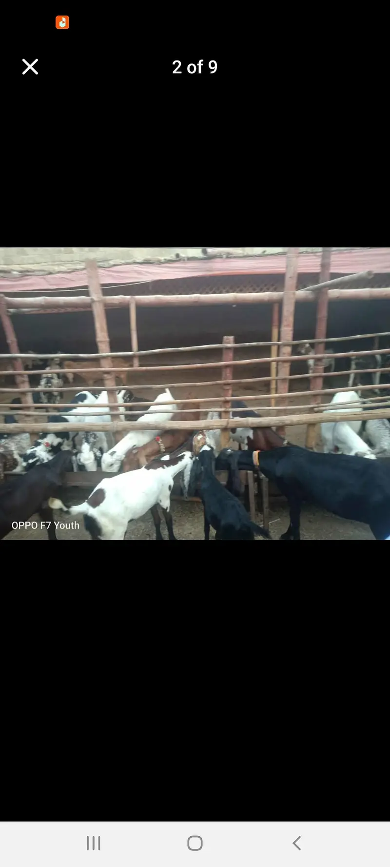 qurbani goat 2027 ke bakre  or bakriyan bhi available hai — photo 2