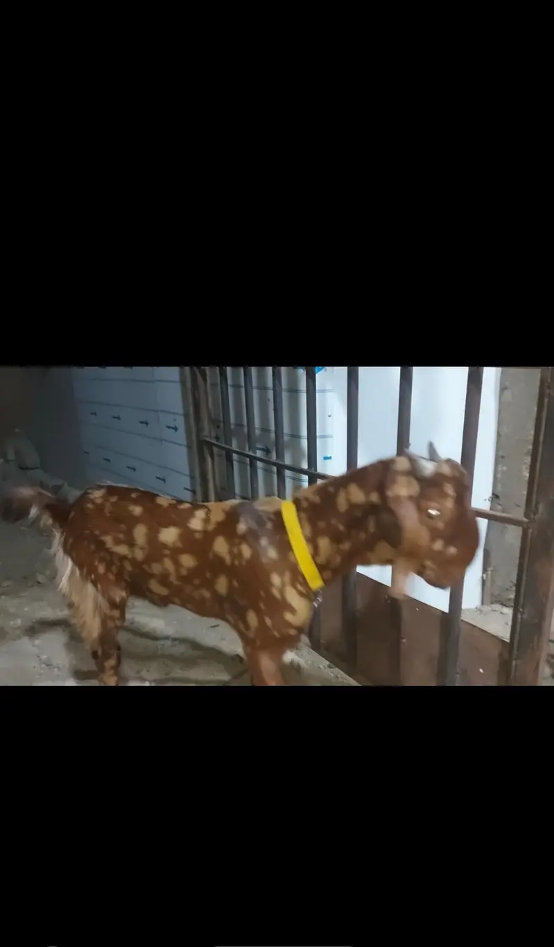 qurbani goat 2027 ke bakre  or bakriyan bhi available hai — photo 3