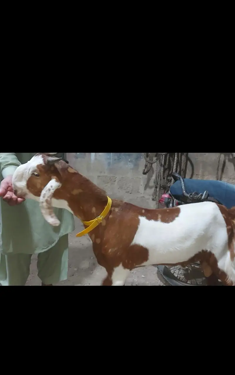 qurbani goat 2027 ke bakre  or bakriyan bhi available hai — photo 4