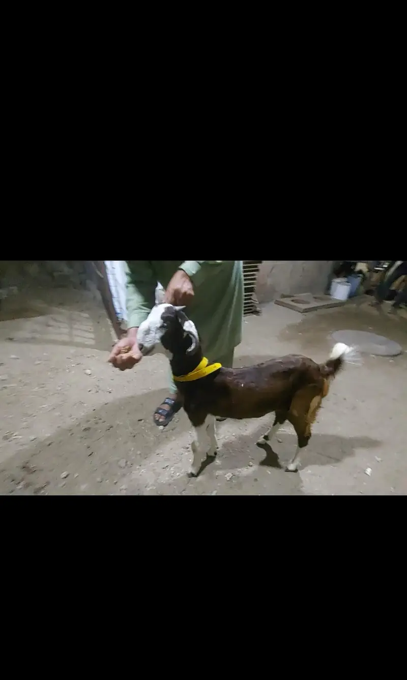 qurbani goat 2027 ke bakre  or bakriyan bhi available hai — photo 5
