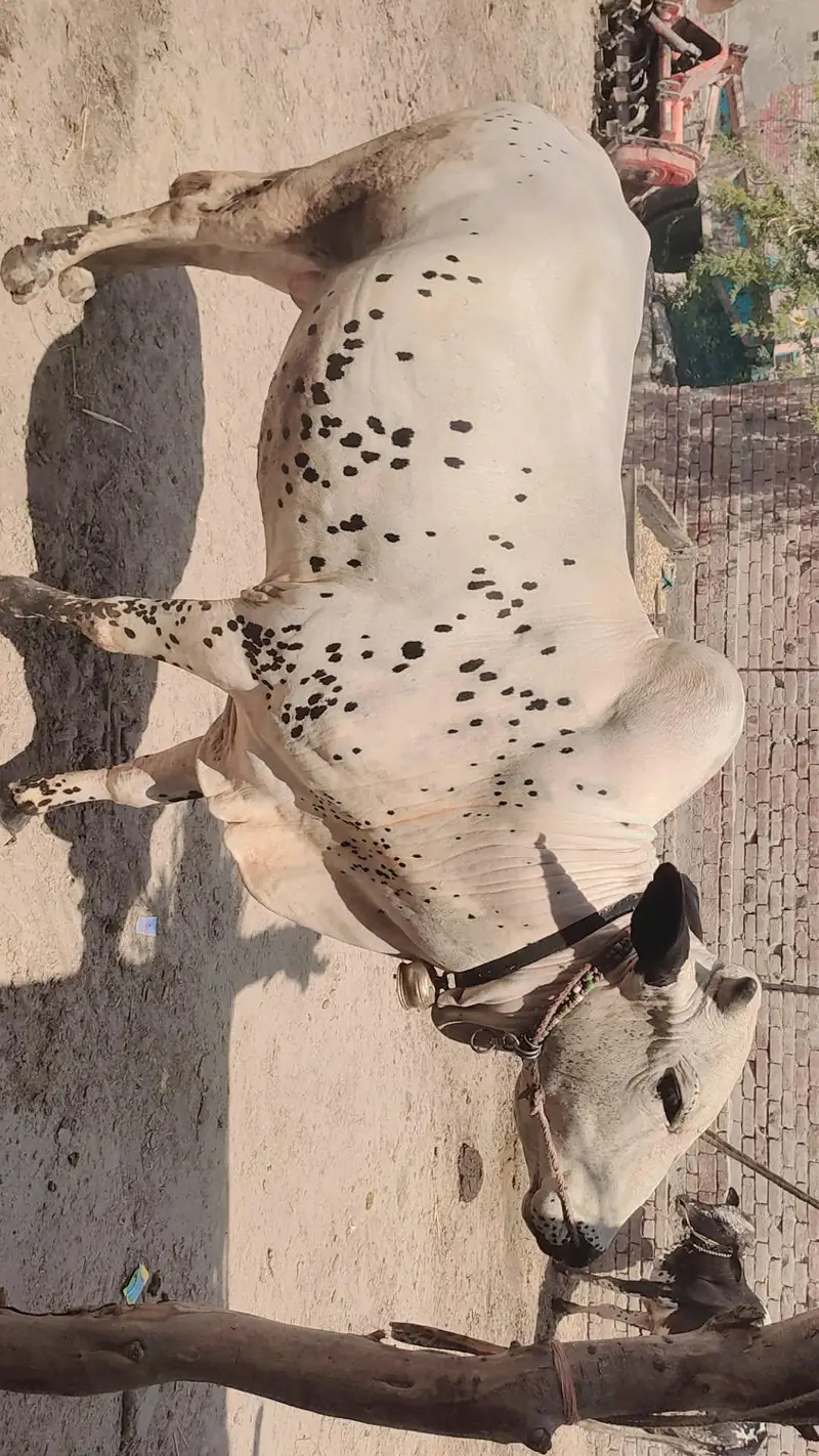 A beautiful white beauty dani bull hali — photo 2